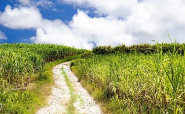 環境にやさしい「バイオマスプラスチック」とは？やさしく解説(かいせつ)